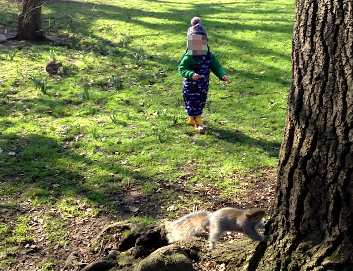 Child on grass between two grey squirrels, one running (on left), the other climbing a tree (on right).