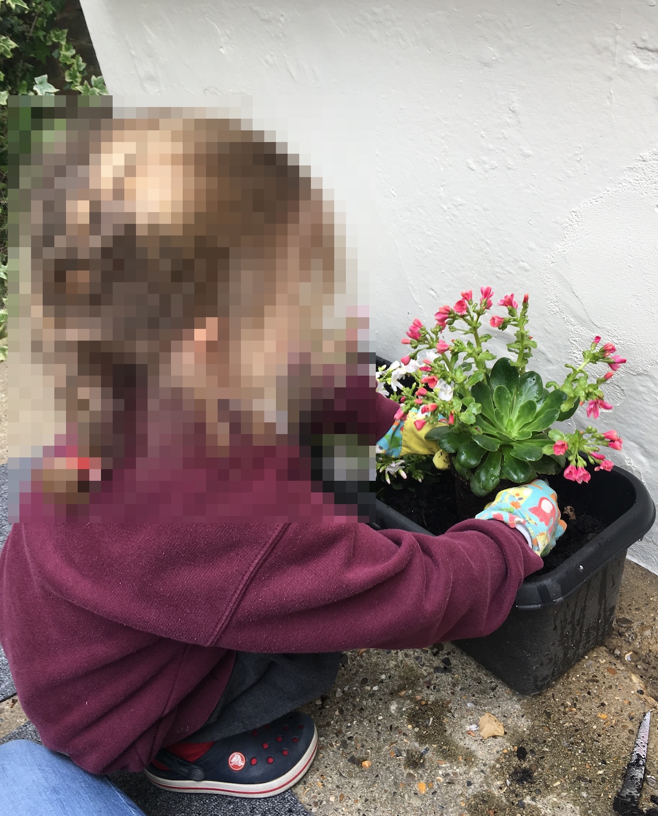 A young child wearing patterned gardening gloves and a maroon sweatshirt planting pink flowering succulents into a black container.