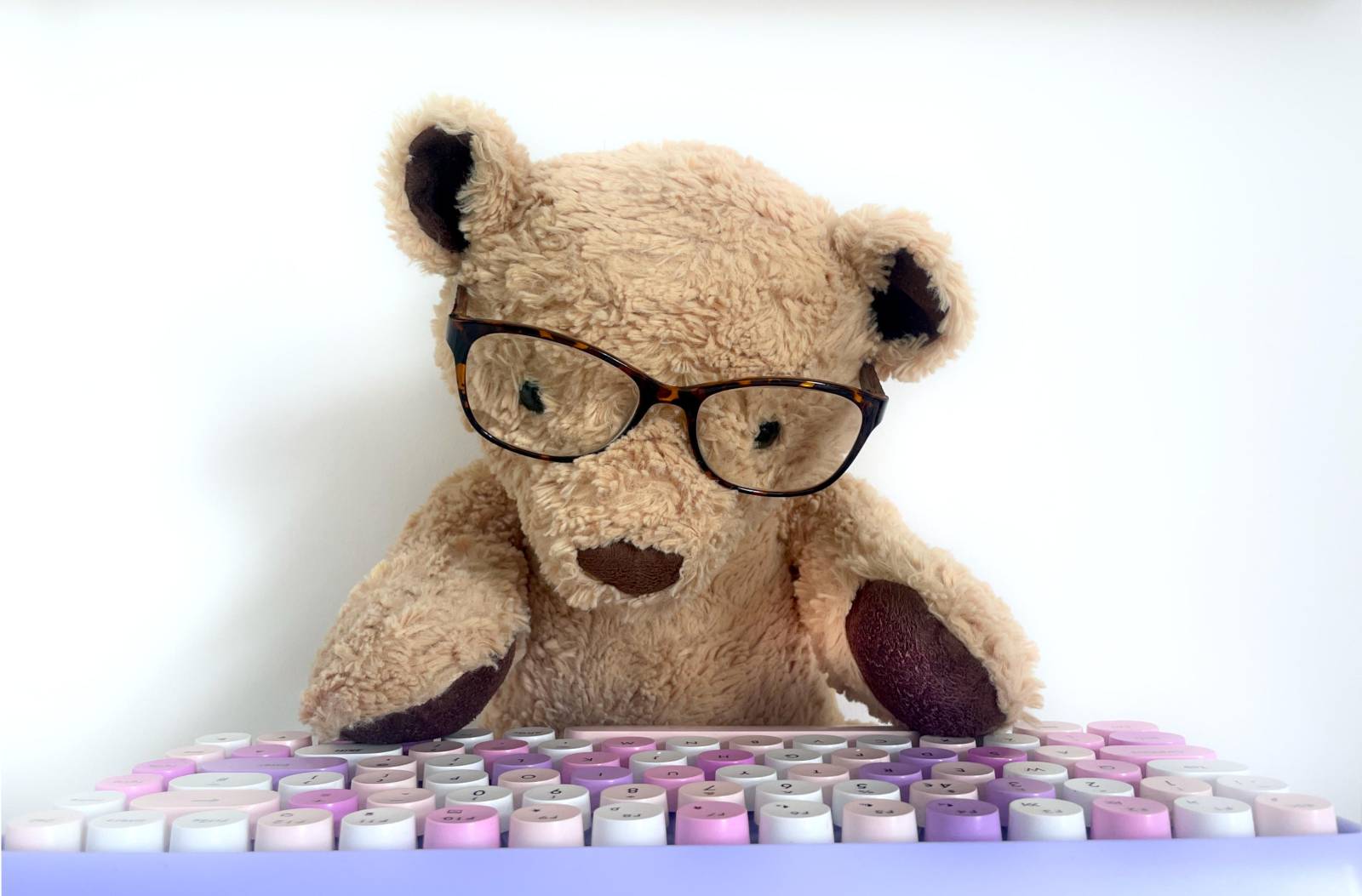 Bear at the keyboard